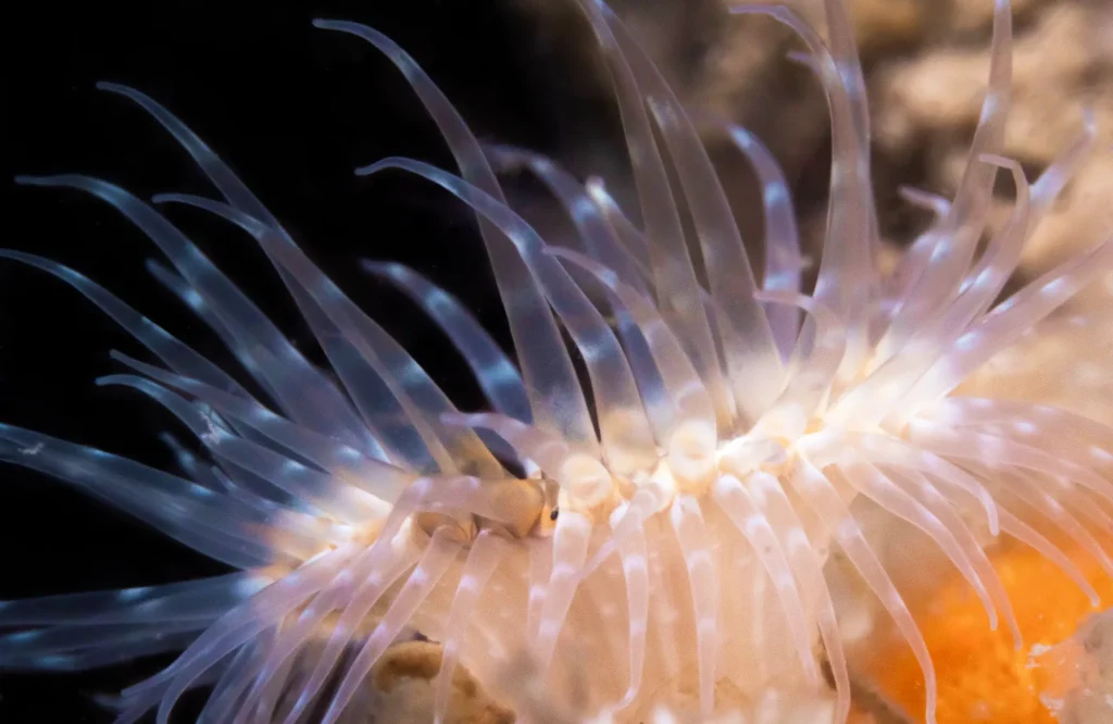 anemone-underwater-shot-bespoke-solutions