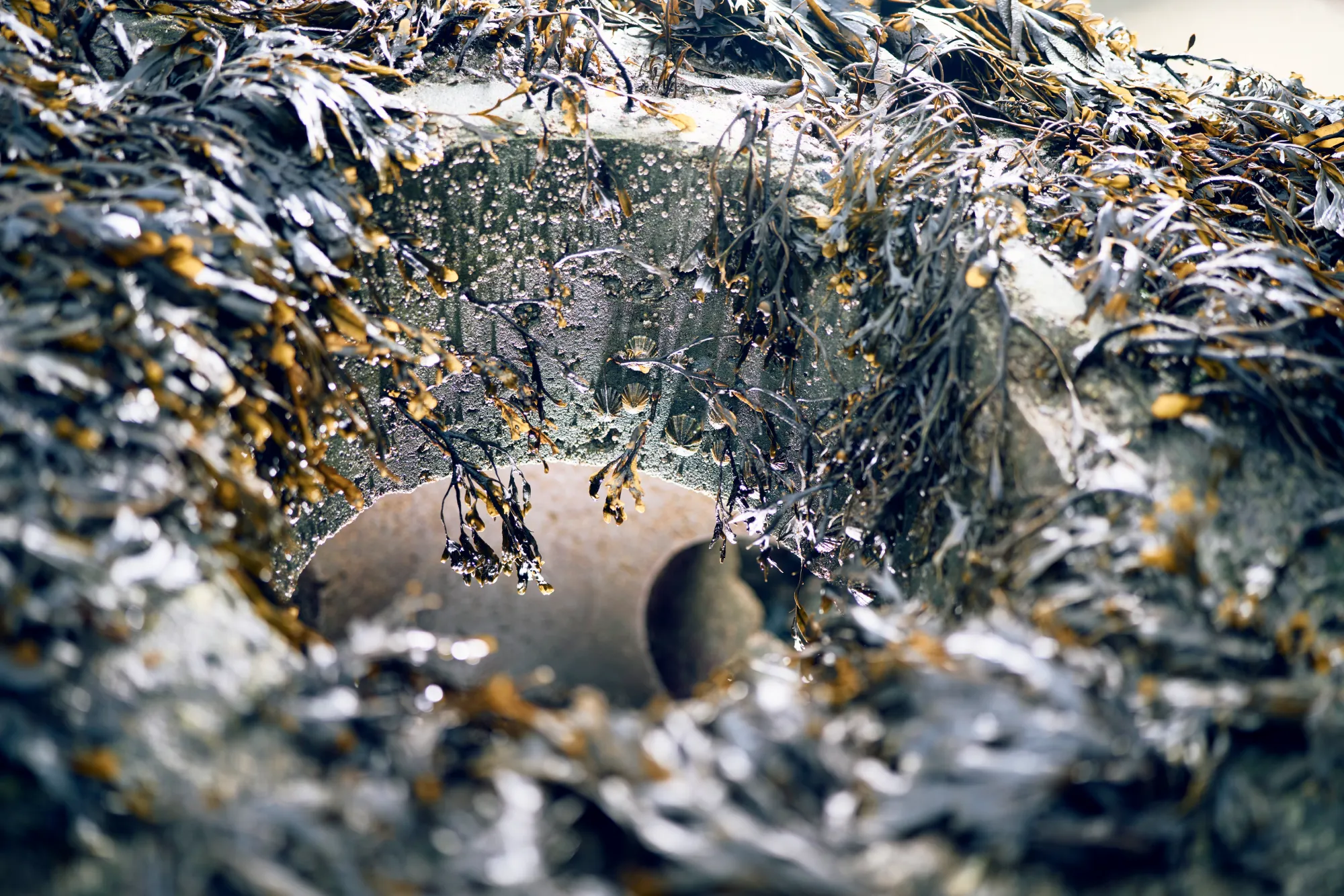 arc_marine_newlyn_algae-growth-sustainable-reef-solution