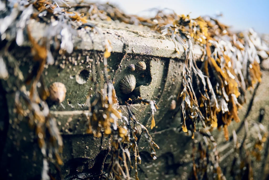 arc_marine_newlyn_life-growth-reef-cubes