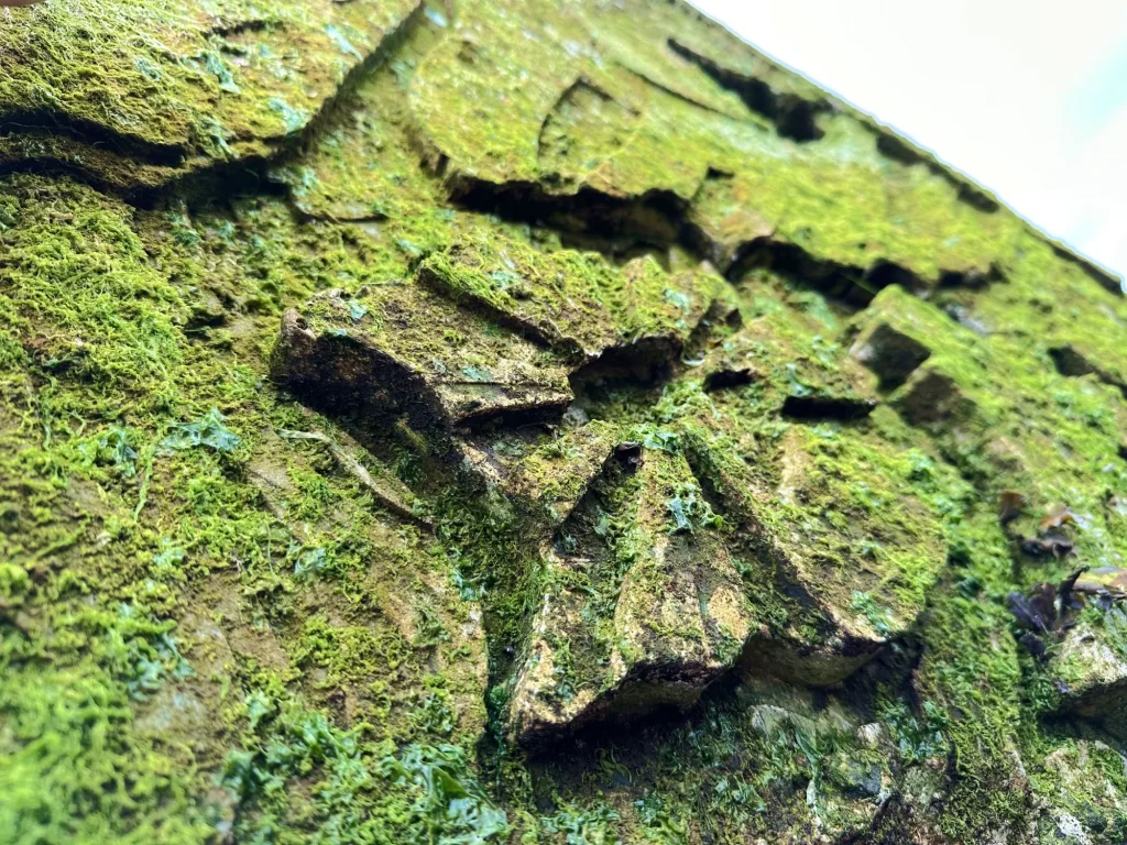 newlyn-coastal-defence-reef-cubes-growth
