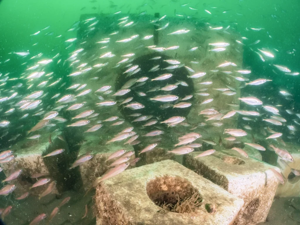refas-project-biodiversity-reef-life